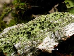 Attēlu rezultāti vaicājumam “Calicium viride”