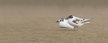 Attēlu rezultāti vaicājumam “Larus minutus”