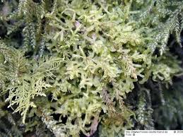 Attēlu rezultāti vaicājumam “Metzgeria furcata”