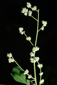 Attēlu rezultāti vaicājumam “Chenopodium acerifolium flower”