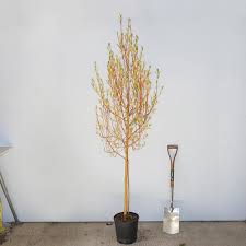 Attēlu rezultāti vaicājumam “Salix alba var. vitellina”