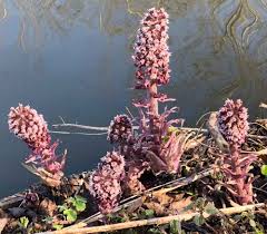 Attēlu rezultāti vaicājumam “Petasites hybridus flower”