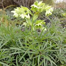 Image result for Nieswurz