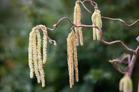 Attēlu rezultāti vaicājumam “Trichia contorta young”