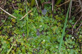 Attēlu rezultāti vaicājumam “Hydrocharis morsus-ranae fruit”
