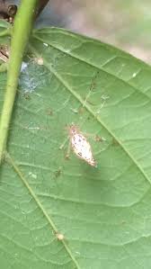 Attēlu rezultāti vaicājumam “Phylloneta cocoon”