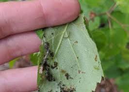 Attēlu rezultāti vaicājumam “Oenothera rubricauli leaf”