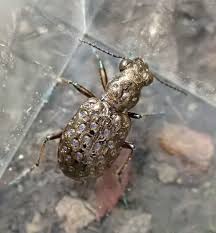 Attēlu rezultāti vaicājumam “Elaphrus cupreus”