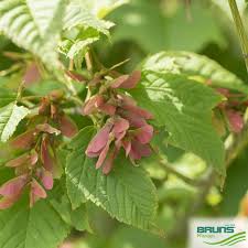 Attēlu rezultāti vaicājumam “Acer rufinerve fruit”