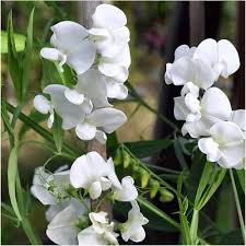 Attēlu rezultāti vaicājumam “Lathyrus latifolius bud”