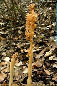 Attēlu rezultāti vaicājumam “Neottia nidus-avis fruit”