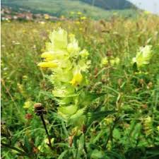 Attēlu rezultāti vaicājumam “Rhinanthus serotinus leaf”