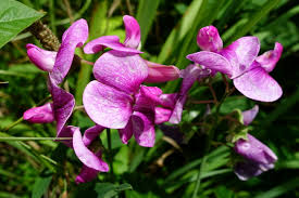 Attēlu rezultāti vaicājumam “Lathyrus latifolius”