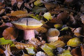 Attēlu rezultāti vaicājumam “Boletus luridus”