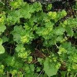 Attēlu rezultāti vaicājumam “Alchemilla subcrenata  flower”