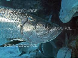 Image result for Megalops atlanticus