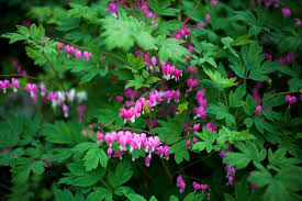 Image result for tränendes Herz