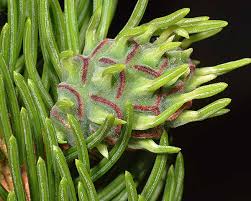 Attēlu rezultāti vaicājumam “Adelges laricis nymph”