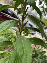 Attēlu rezultāti vaicājumam “Oenothera biennis fruit”