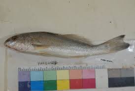 Image result for Menticirrhus littoralis