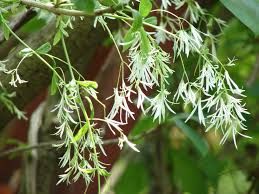 Attēlu rezultāti vaicājumam “Chionanthus virginicus flower”
