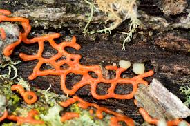 Attēlu rezultāti vaicājumam “Willkommlangea reticulata”