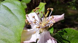 Attēlu rezultāti vaicājumam “Cydonia oblonga flower”