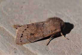 Attēlu rezultāti vaicājumam “Orthosia populeti”