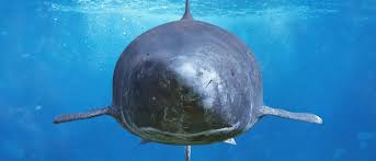 Image result for Somniosus microcephalus