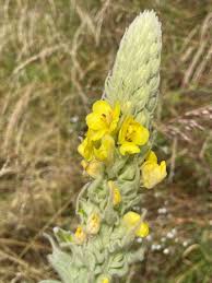 Attēlu rezultāti vaicājumam “Verbascum densiflorum leaf”