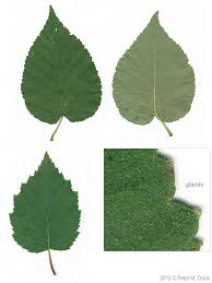 Attēlu rezultāti vaicājumam “Betula humilis leaf”