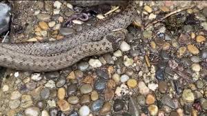 Attēlu rezultāti vaicājumam “Coronella austriaca adult”