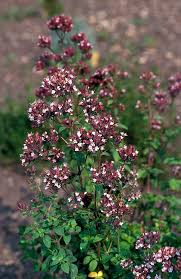 Attēlu rezultāti vaicājumam “Origanum majorana flower”