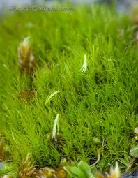 Attēlu rezultāti vaicājumam “Ditrichum flexicaule”