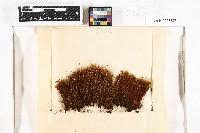 Attēlu rezultāti vaicājumam “Dicranodontium denudatum”