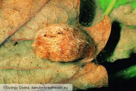 Attēlu rezultāti vaicājumam “Euproctis similis larva”