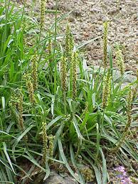 Attēlu rezultāti vaicājumam “Plantaginaceae”