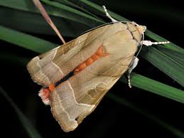 Attēlu rezultāti vaicājumam “Noctua fimbriata”