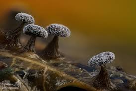 Attēlu rezultāti vaicājumam “Didymium clavus spores”