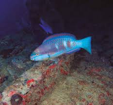 Image result for Scarus zelindae