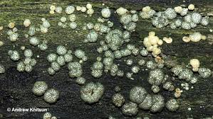 Attēlu rezultāti vaicājumam “Hypocrea gelatinosa”