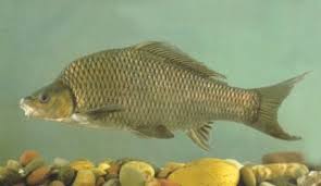 Image result for Cyprinus multitaeniatus