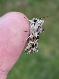 Attēlu rezultāti vaicājumam “Calophasia lunula”