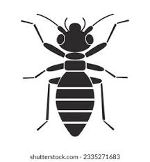 Attēlu rezultāti vaicājumam “Psocoptera”