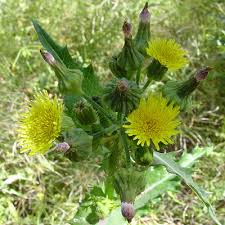 Attēlu rezultāti vaicājumam “Sonchus asper flower”
