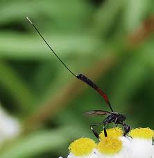 Attēlu rezultāti vaicājumam “Gasteruption jaculator imago”