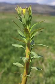 Attēlu rezultāti vaicājumam “Euphorbia palustris”