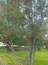 Attēlu rezultāti vaicājumam “Sorbus”