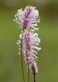 Attēlu rezultāti vaicājumam “Plantago media”