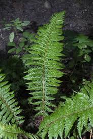Attēlu rezultāti vaicājumam “Polystichum aculeatum”
